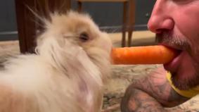 Дэвид Бекхэм поделился морковкой с кроликом