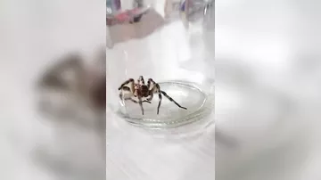 Жители Омской области рассказали о нашествии тарантулов