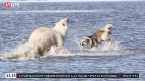 На острове в Карском море пса Боцмана ранила белая медведица