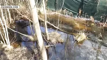 Замерзшие в Северной Каролине аллигаторы освободились ото льда