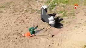 Агрессивный страус набросился на работника зоопарка