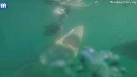 Дайверы сняли на камеры нападение большой белой акулы на маленькую