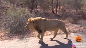 Лев уволок антилопу на глазах у шокированных туристов