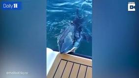 Акула вцепилась в роскошную яхту за миллионы долларов и попала на камеры