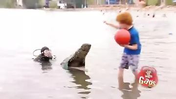 Тетя, подайте мячик, а то там крокодил