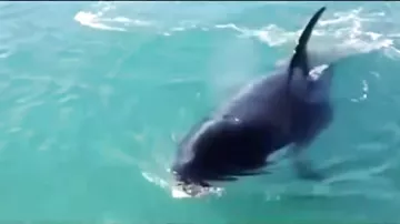 Акулы нападают-Shark attack