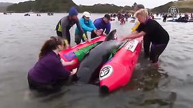 Как спасали черных дельфинов на пляже Новой Зеландии