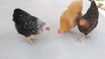 Поиграем лазером с курицами