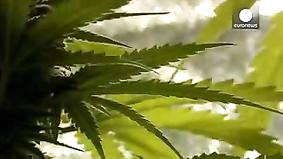 В столице США разрешили хранить марихуану