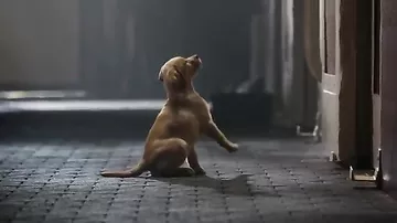 Budweiser Super Bowl XLVIII Commercial -- "Puppy Love"