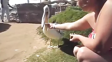 Влюбленный пеликан