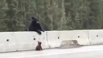 Мама медведь спасла своего медвежонка