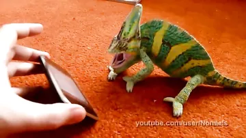 Chameleon was frightened by iphone