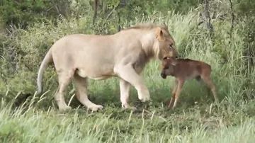 Дикий лев защищает маленького телёнка