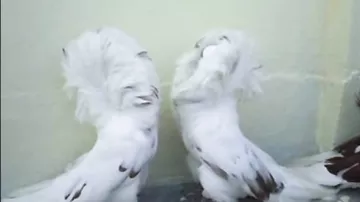 Güzel güvercinler