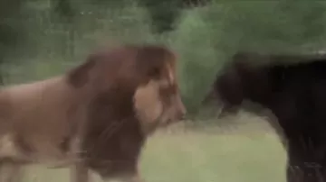 Лев против медведя гризли