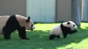Панда играет с малышом