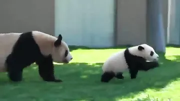 Панда играет с малышом
