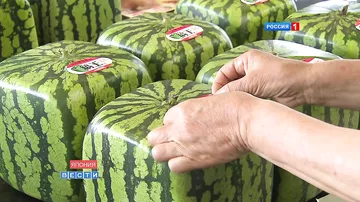 Квадратные арбузы Японии / Square watermelons Japan