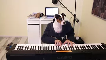 Собака играет на пианино Яна Тирсена и Карвеаса.