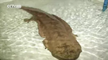 Двухсотлетняя саламандра из Китая