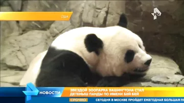 Впервые на публике появилась звезда зоопарка Вашингтона – детеныш Панды