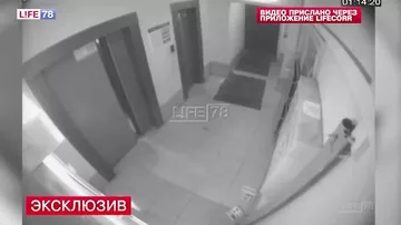 В Петербурге камеры сняли мужчин, выносящих тело в коробке на помойку