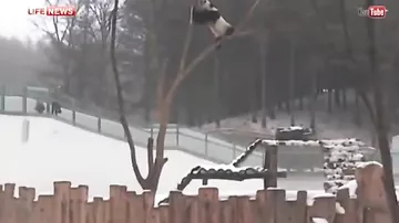 Панды в Китае радуются впервые увиденному снегу