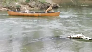 Лабрадор спас двух собак, застрявших на каноэ