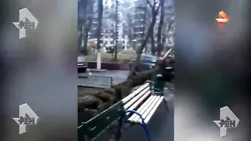 Огромное дерево рухнуло на иномарку в Москве