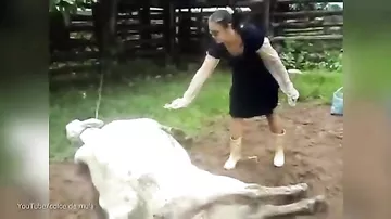 Ouch! Woman takes powerful kick to the head by cow