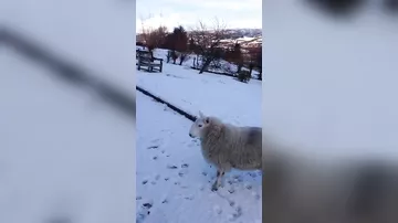 Воспитанная собаками овца стала героиней YouTube