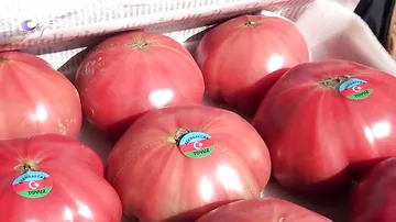 Tonlarla pomidor anbarlarda qalıb - Yerində 20 qəpiyə olan məhsul bazarlarda niyə 2 manatadır?