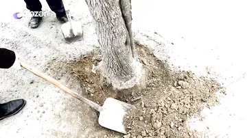 Dayanacağın girişinə mane olan iki ağacın dibi betonlanıb