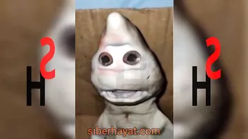 İnsanabənzər mutant köpək balığı görənləri təəccübləndirir