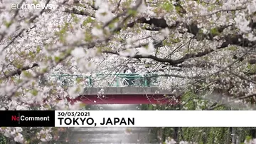 Сезон цветения сакуры в Токио