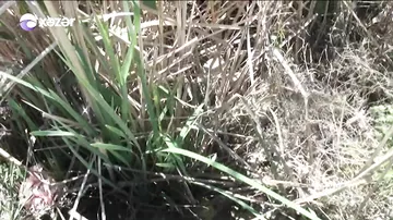 Təmizlənməyən arx ətrafa üfunət yayır