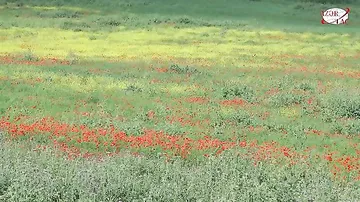 Çıxıbdır yenə də dizə lalələr