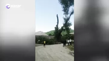 İrigövdəli qovaq ağacının böyük hissəsi kəsilib