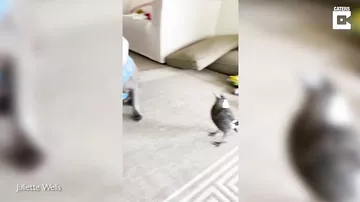 Sağsağan onu bəsləyən it kimi hürməyə başladı