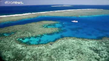 Австралия и ЮНЕСКО поссорились из-за рифа