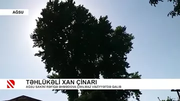Təhlükəli Xan çinarı