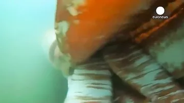 Гигантского кальмара сняли на видео у берегов Японии