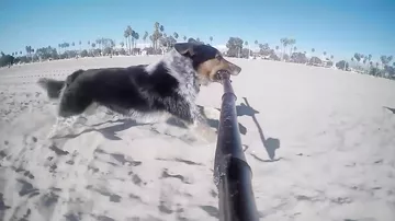 Собака с помощью селфи-палки засняла свою пробежку