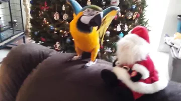 Забавный попугай и поющий Санта-Клаус