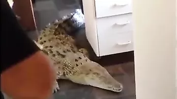 Кормление аллигатора в домашних условиях
