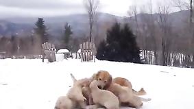 Стая щенков лабрадора устроили "облаву" своей маме в снегу