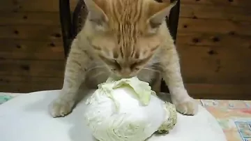 Голодный кот съел головку капусты