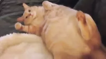 Жирный кот на диване покорил интернет своими формами