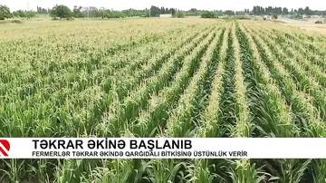 Təkrar əkinə başlanıb